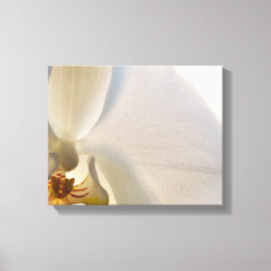 White Orchid Flower Close Up Canvas Print