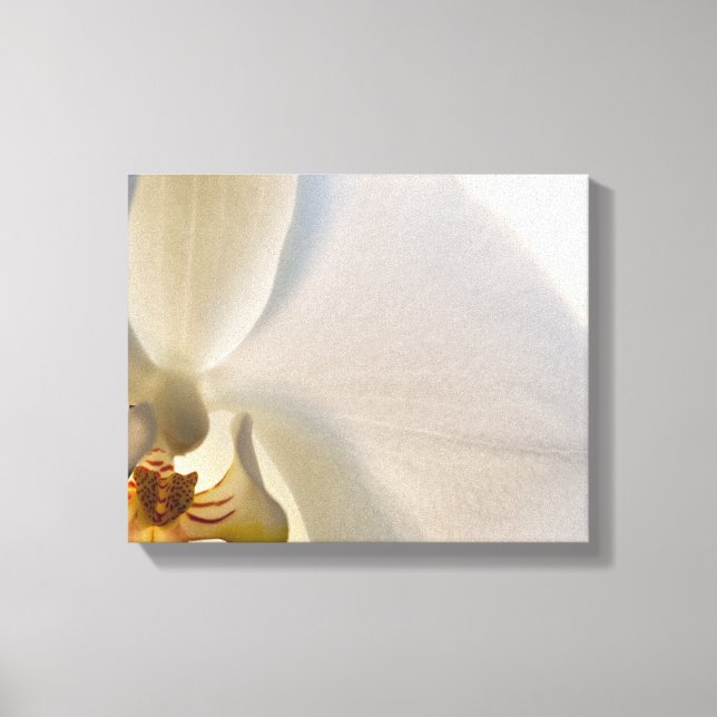 White Orchid Flower Close Up Canvas Print (Front)