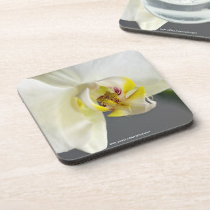 White Orchid Flower Coaster