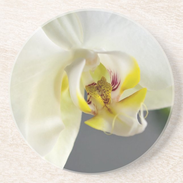 White Orchid Flower Coaster (Front)