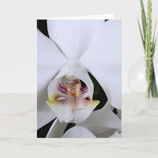 White orchid flower greeting card (Front)