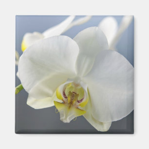 White Orchid Flower Magnet