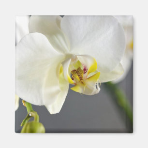 White Orchid Flower Magnet