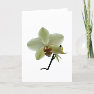 White Orchid Holiday Card