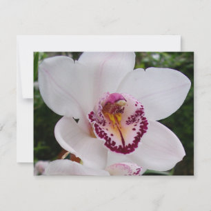 White Orchid I Beautiful Tropical Flower Card