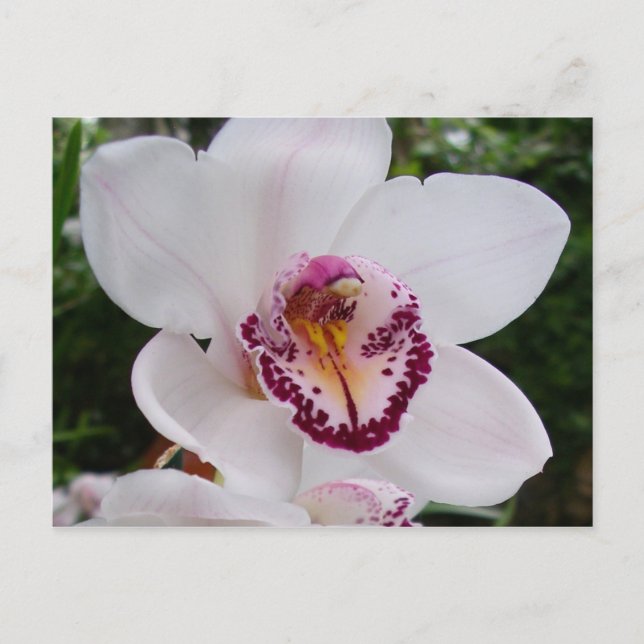 White Orchid I Beautiful Tropical Flower Postcard (Front)