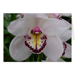 White Orchid II Elegant Floral