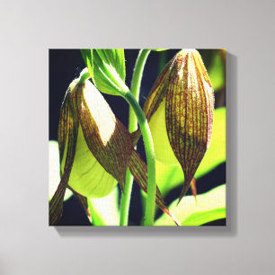 White Orchid Lady Slipper Flower Pair Canvas Print