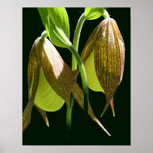 White Orchid Lady Slipper Flower Pair Poster