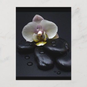 White Orchid On Black Stones Postcard