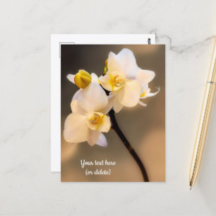 White Orchid Postcard