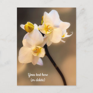 White Orchid Postcard
