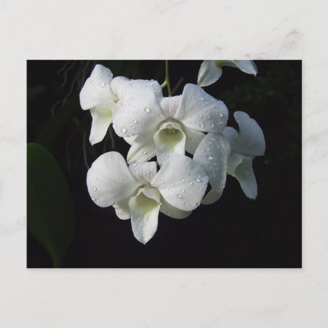 White Orchid Postcard (Front)