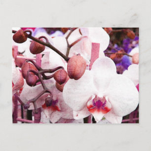 white orchid postcard