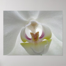 White Orchid Poster
