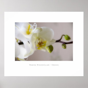 White Orchid • Poster