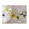 White Orchid • Save the Date Postcard