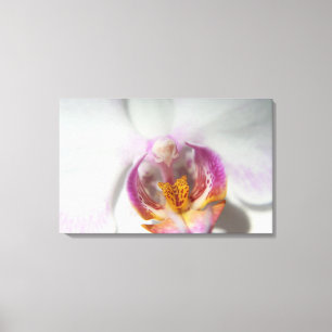 White Orchid with purple and yellow Canvas Print