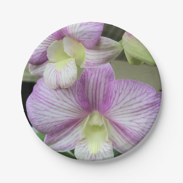 White orchid with purple on a paper plate (Front)