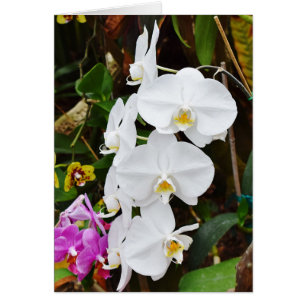 White Orchids Blossoms