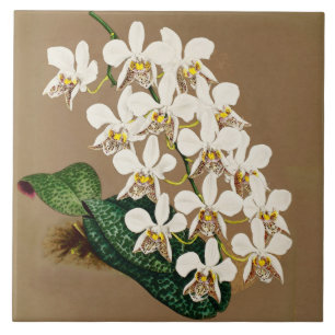 White Orchids Botanical Print, Tan Background Tile