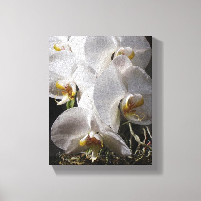White Orchids Canvas Print (Front)