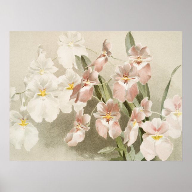 White Orchids Flower Vintage Old Illustration Poster (Front)