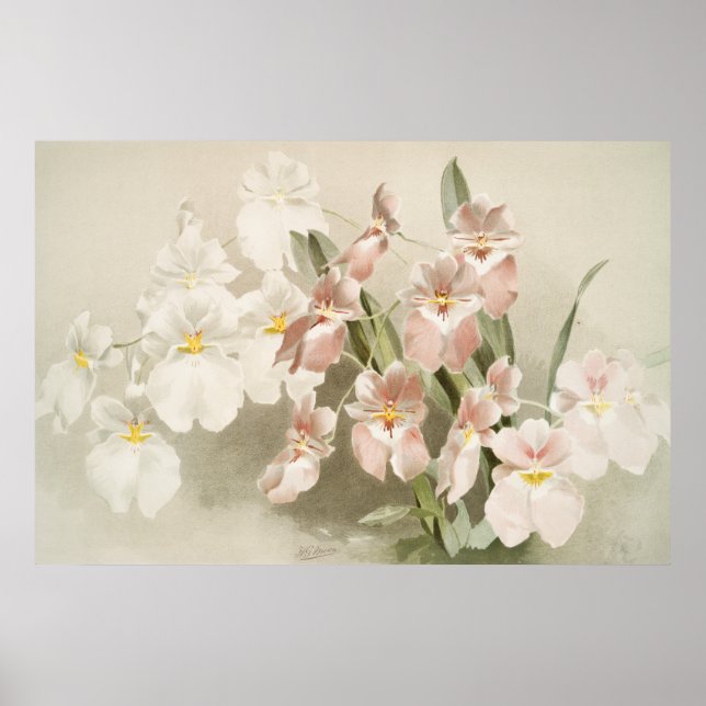 White Orchids Flower Vintage Old Illustration Poster (Front)