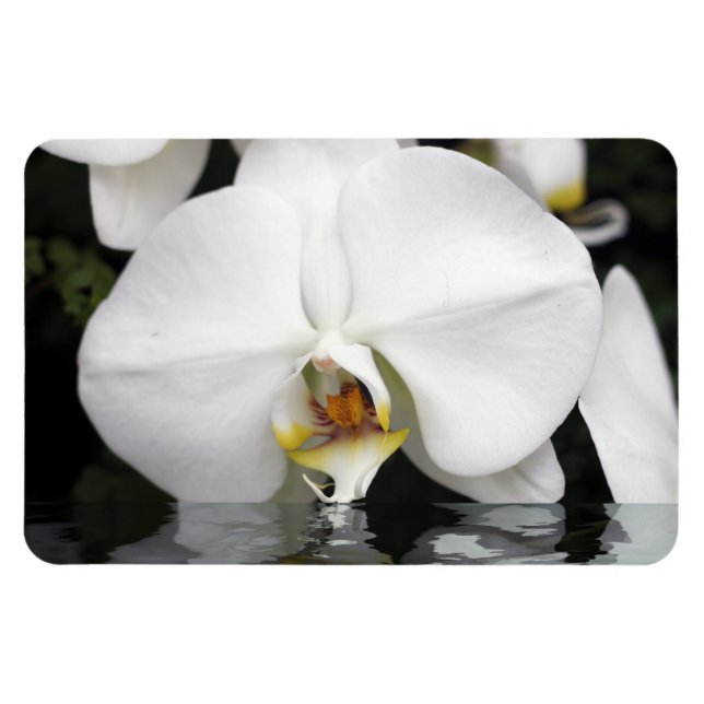 White Orchids in Water Flexible Photo Magnet (Horizontal)