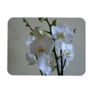 White orchids magnet
