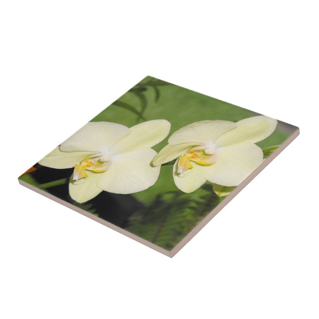 White Orchids on a green background Tile (Side)