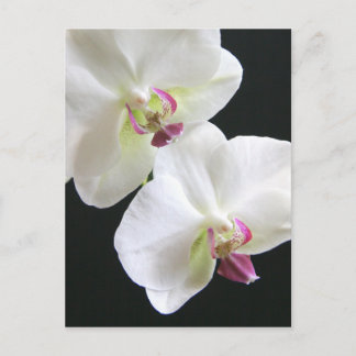 White Orchids on Black Postcard