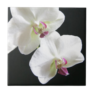 White Orchids on Black Tile