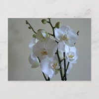 White orchids