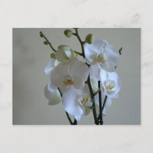 White orchids postcard