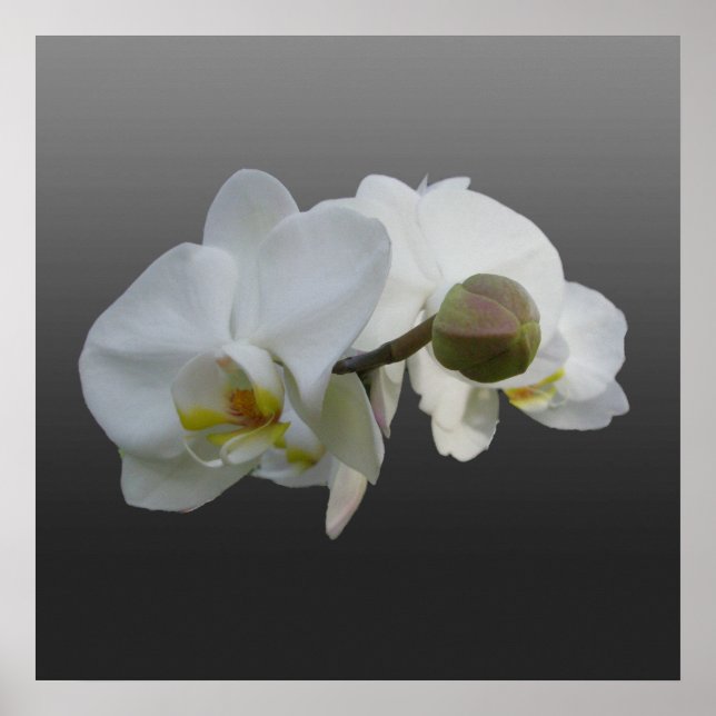 White Orchids Poster (Front)