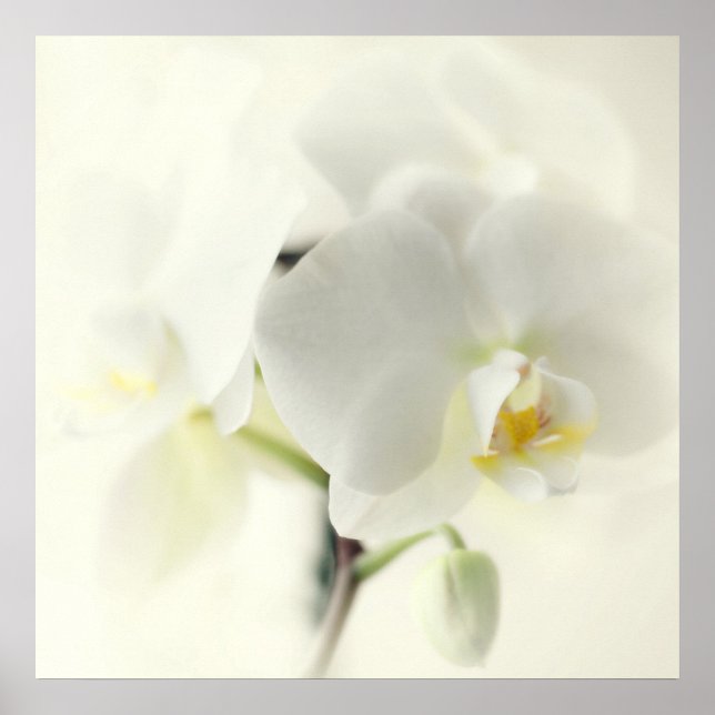 white orchids poster (Front)