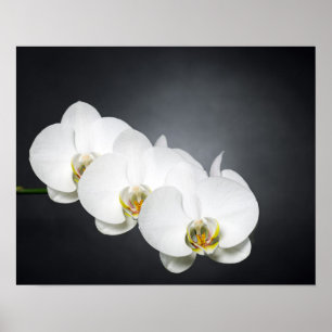 White orchids poster