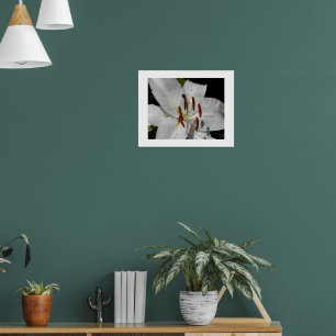 White Oriental Lily Floral Photographic Poster