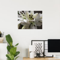 White Oriental Lily Flowers