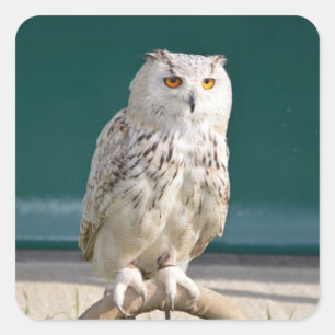 White Owl Perched Sticker/Seal Square Sticker