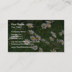 white Oxeye daisy flowers Business Card