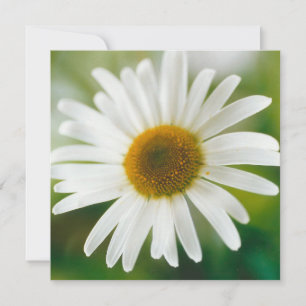 White Oxeye Daisy - Leucanthemum vulgare Card