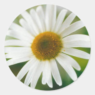 White Oxeye Daisy - Leucanthemum vulgare  Classic Round Sticker