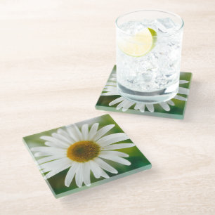 White Oxeye Daisy - Leucanthemum vulgare Glass Coaster