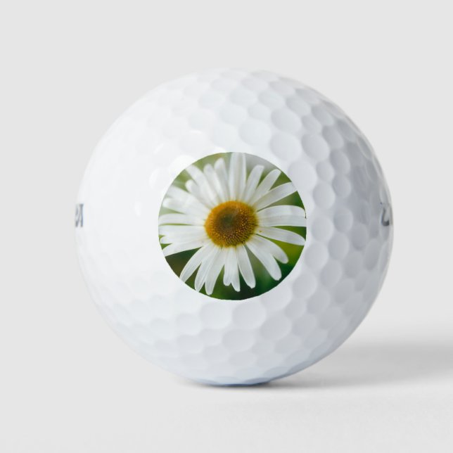 White Oxeye Daisy - Leucanthemum vulgare  Golf Balls (Front)