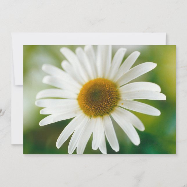 White Oxeye Daisy - Leucanthemum vulgare  Invitation (Front)