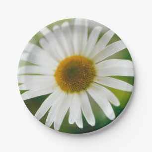 White Oxeye Daisy - Leucanthemum vulgare Paper Plate