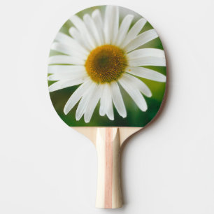 White Oxeye Daisy - Leucanthemum vulgare   Ping Pong Paddle