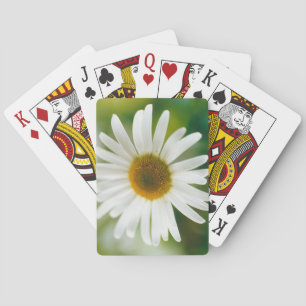 White Oxeye Daisy - Leucanthemum vulgare Playing Cards